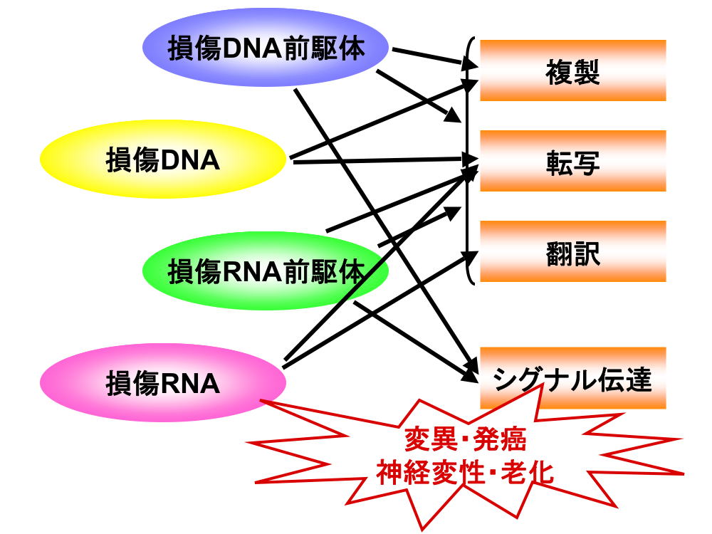 図1 損傷核酸の影響